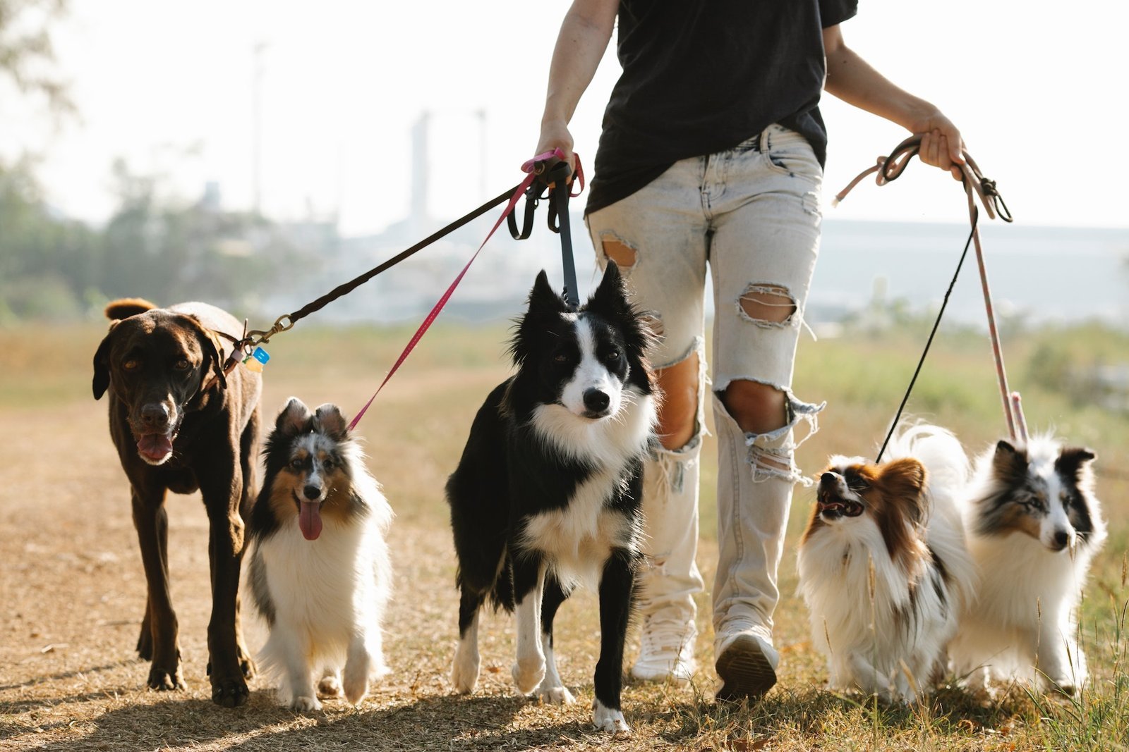 Pet sitter: como ser encontrado na internet