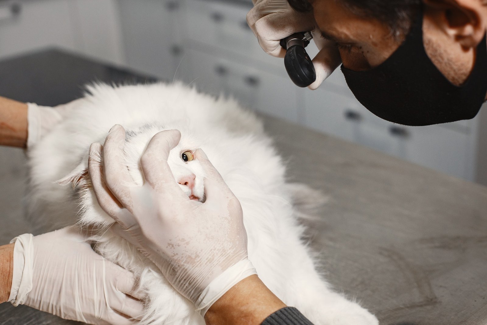 Marketing para clínica veterinária: dicas para atrair clientes
